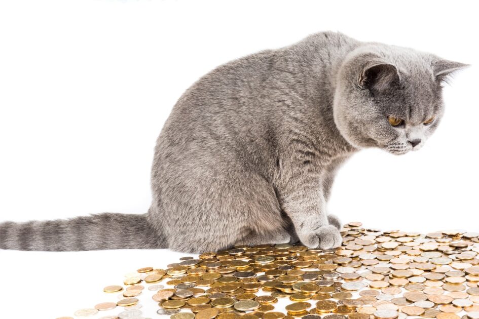 お金と猫