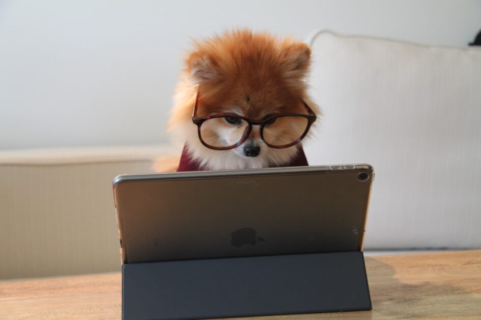 仕事中の犬