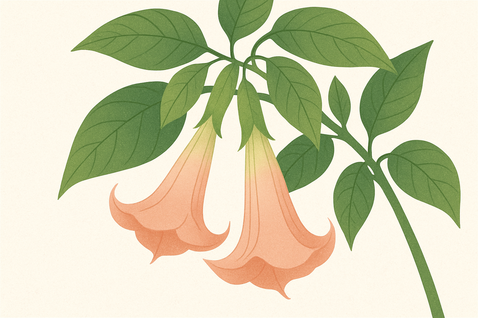 エンジェル・トランペットとは？ラッパのような花を持つ不思議な花をご紹介！